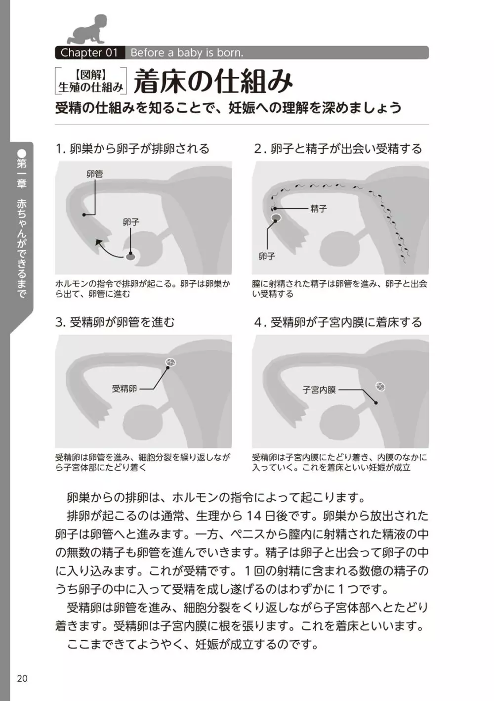 やらなくてもまんがで解る性交と妊娠 赤ちゃんのつくり方 Page.22