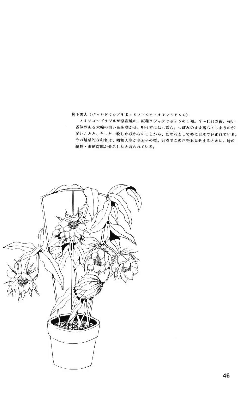 月下美人 Page.45